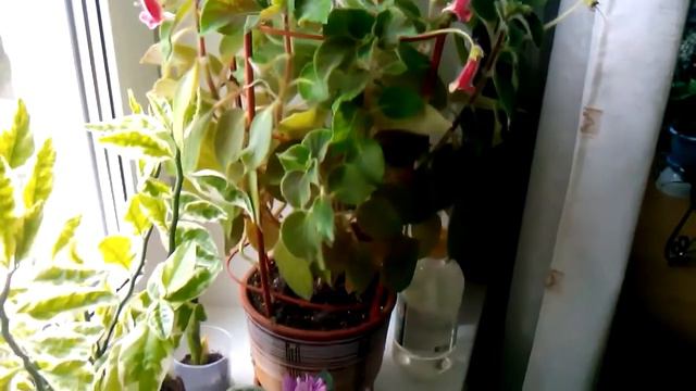 Снова цветет стрептокарпус смотреть онлайн