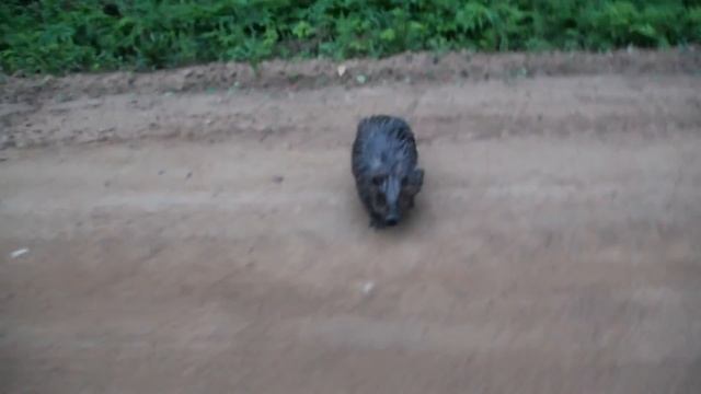 Дикий бобер напал на человека. Жесть! смотреть онлайн