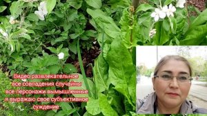 Шиндр Мындр облила омном свою родную сестру