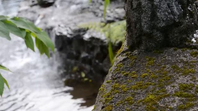 DSLR Nikon D3100 Sample Footage