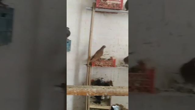 САМАРКАНДСКИЕ БОЙНЫЕ ГОЛУБИ ГУЛСАР СОЧ ЗОГ смотреть онлайн