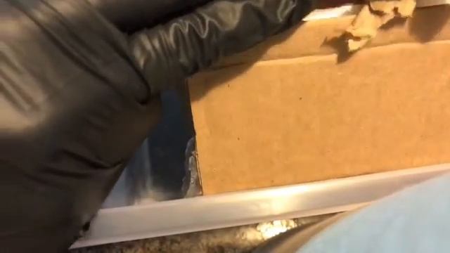 Full Livestream Eublepharis Hardwickii And Me  June 20th, 2017