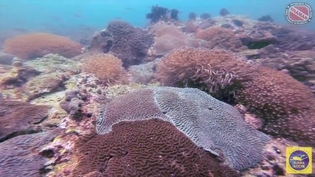 Дайвинг путешествие по Арабским эмиратам | Diving trip to United Arab Emirates смотреть онлайн