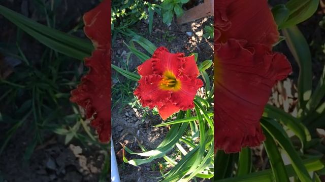 Лилейник RED CHILE RENDEZVOU смотреть онлайн