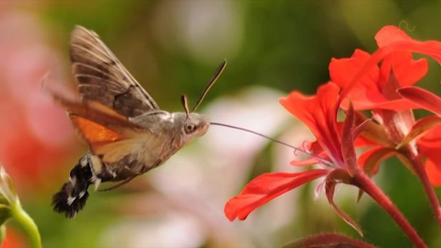 STRANGE BIRD BUG смотреть онлайн