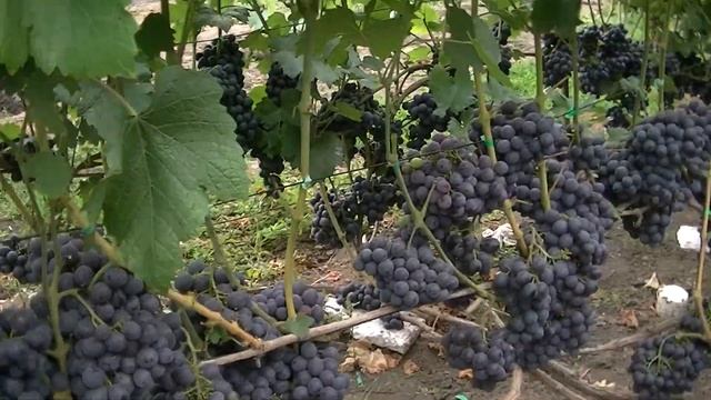 Виноград Шарада UA.