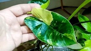 Обзор моих филодендронов. Первая десятка.