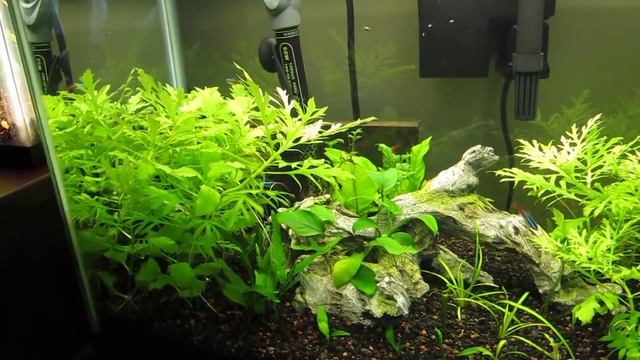 Water Wisteria Aquarium Plant: Fast Grower! смотреть онлайн
