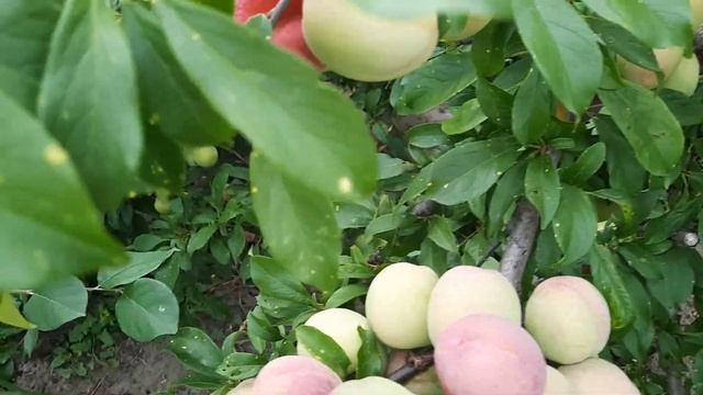 Озарк (оцарк) Премьер. Опылители .