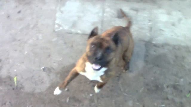 Собака пытается вырвать камеру из рук смотреть онлайн