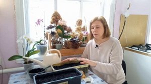 ПОСЕВ ЛУКА НА РАССАДУ! САМЫЙ ЛУЧШИЙ СПОСОБ!#лукизсемян#огород#рассада#рассадалука#лук#посевная#посе