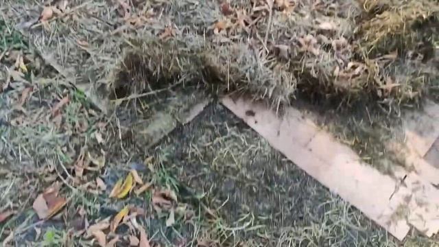 ОШИБКИ ПРИ МУЛЬЧИРОВАНИИ КАРТОНОМ/ ЧТО Я НАТВОРИЛА!!!!! смотреть онлайн