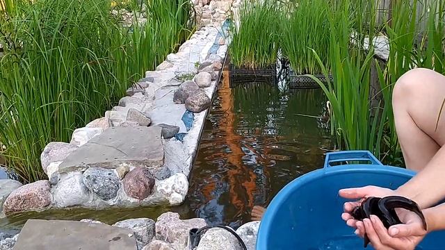 Выпускаем вьюнов в ручей биоплато смотреть онлайн