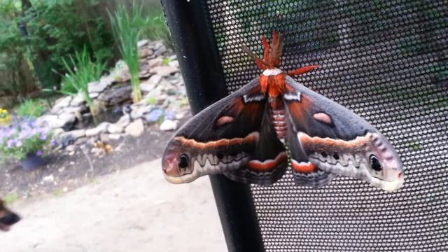 Hyalophora cecropia pumping wings смотреть онлайн