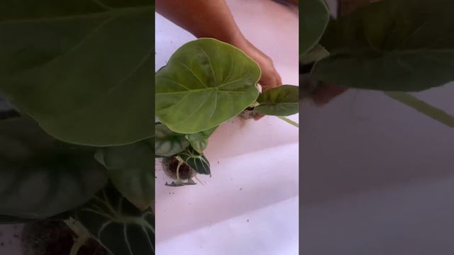 Alocasia combo offer | Indoor Plants | THARAPPEL NURSERY смотреть онлайн