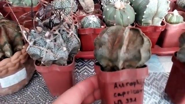 Видовые астрофитумы: senile, capricorne, coahuilense, caput-medusea смотреть онлайн