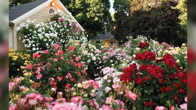 Красивая дача с цветами и клумбами смотреть онлайн