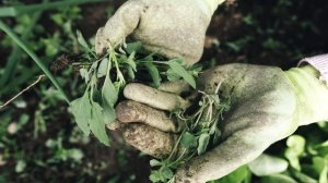 ПРОВОЛОЧНИК БОИТСЯ ЭТОГО КАК ОГНЯ! Делюсь лучшим средством от проволочника