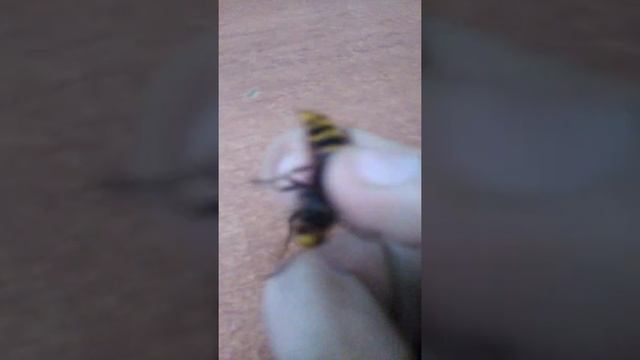 Самка шершеня отличия от самца смотреть онлайн