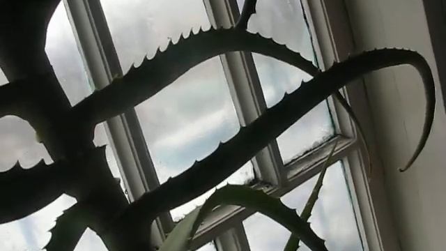 Цветения алоэ в январе 2018 г. в Одессе. смотреть онлайн
