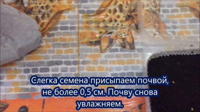 Пеларгония из семян. Пинто Премиум F1 Вайт. Посев, всходы, пикировка. смотреть онлайн