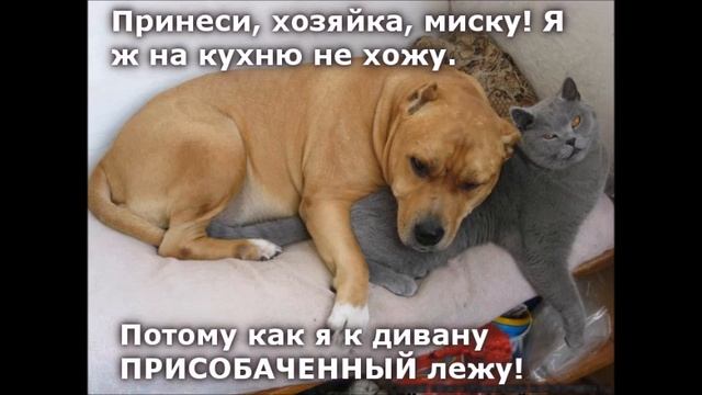 Веселые картинки. Смешные собаки и кошки приколы. смотреть онлайн