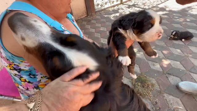 САБАКА-УЛЫБАКА или какими стали щенки от наших добрых собак))) смотреть онлайн