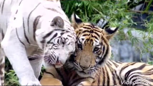 Топ 5 зверей которых лучше вам не встречать