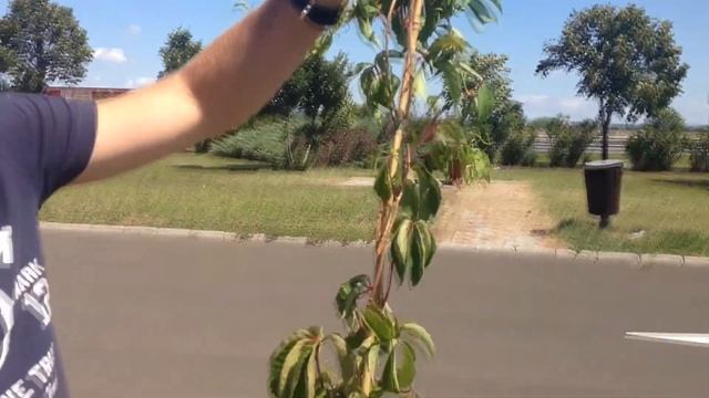 Vadszőlő rendelés - Parthenocissus quinquefolia - Kacsos vadszőlő смотреть онлайн