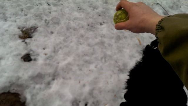 Чёрная немецкая овчарка (длинношерстная). Девочка смотреть онлайн