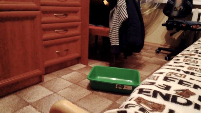 Котенок играет с мышкой! #смешныекошки смотреть онлайн
