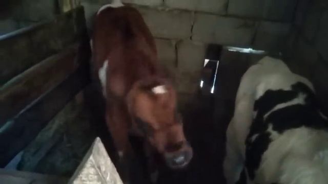 НАШЕ ХОЗЯЙСТВО. АДЛЕРСКИЕ КУРЫ МУСКУСНЫЕ УТКИ, ИНДЮКИ, ЦЕСАРКИ, ТЕЛЯТА И КОРОВЫ 23 березня 2021 р. смотреть онлайн