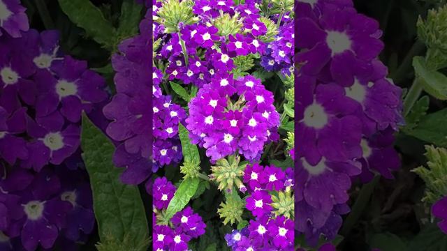 Westhoff Verbena Estrella Imperial Blue Flowering Progression смотреть онлайн