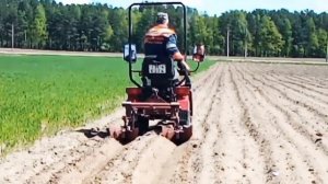 Окучивание картофеля мтз 112  с доработаным окучником #минитрактор #мтз112