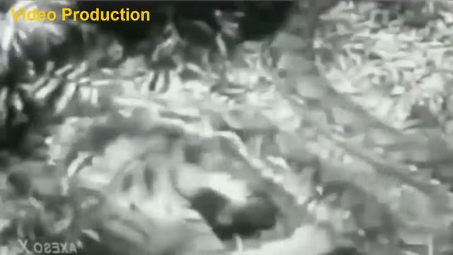 Giant Anaconda vs Lion Tiger Great Python vs Lion Real Fight смотреть онлайн