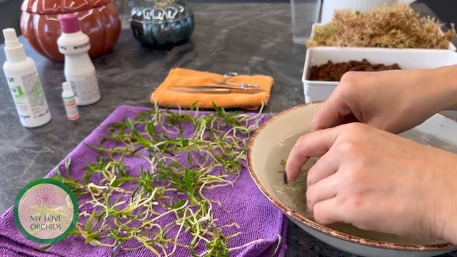 Каттлеи из фласки. Laelia purpurata var. werkhauseri x sib. смотреть онлайн