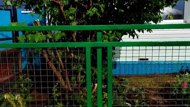 Обрезали Калину/Крашу Палисадник/После Бани, На Свежем Воздухе Красота! 16.07.22 смотреть онлайн