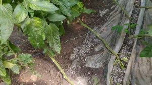 Розовый томат Кибо ДО 8-9 КИСТЕЙ!!Сколько кистей собрали,и чем подкармливали!