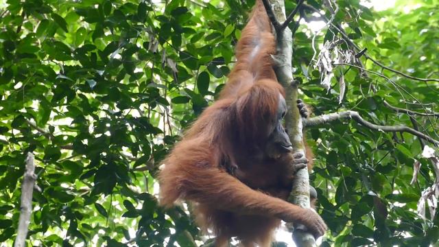 В джунглях Суматры. На встречу с орангутаном /Sumatra. Orangutan trekking in Bukit Lawang [RU\EN] смотреть онлайн