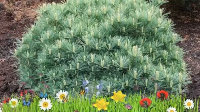 Сосна веймутова Минима ? Обзор: посадка и уход. саженцы сосны Минима: описание и особенности смотреть онлайн