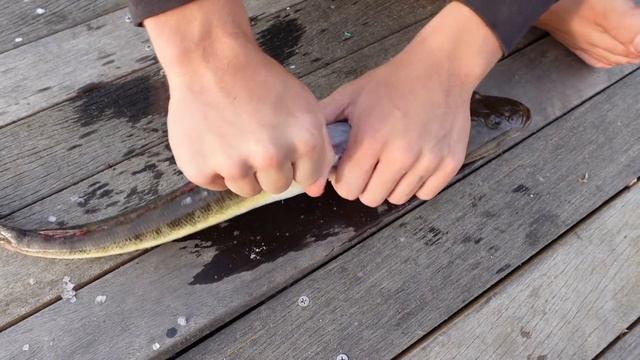 24 HOUR River Monster FISHING CHALLENGE - Eating Only What I Catch! (Shark/Flathead/Eel/Stingray) смотреть онлайн