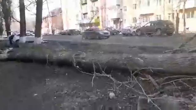 В Балашове рухнувшее дерево придавило два автомобиля смотреть онлайн