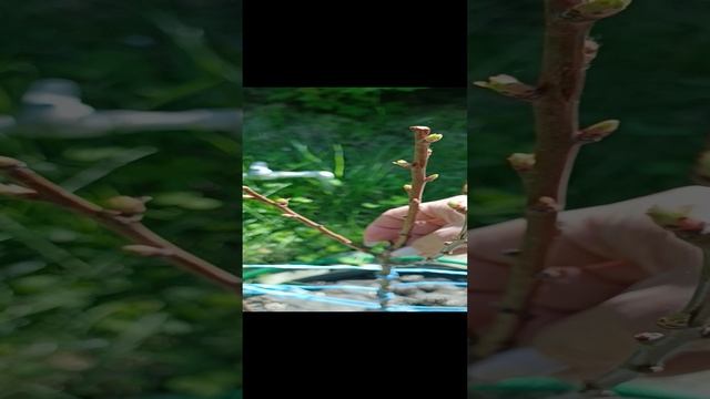 Ура! Абрикосина все же принялась! Чудо? Нет, забота и сила природы! смотреть онлайн