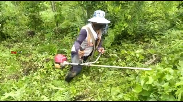 BRUSH CUTTER | HONDA 4- STROKE | GRASS CUTTER | HRUAIA смотреть онлайн
