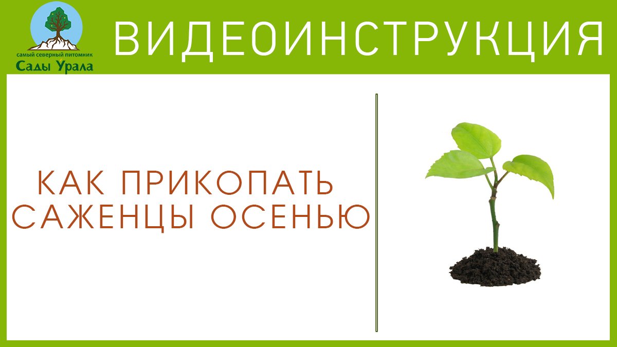 Как прикопать саженцы осенью смотреть онлайн