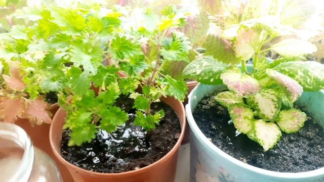 КАК ЗИМУЮТ МОИ КРАСАВЦЫ КОЛЕУСЫ. ПРИГЛАШАЮ НА ОБЗОР РАСТЕНИЙ С ДЕКОРАТИВНОЙ ЛИСТВОЙ. смотреть онлайн