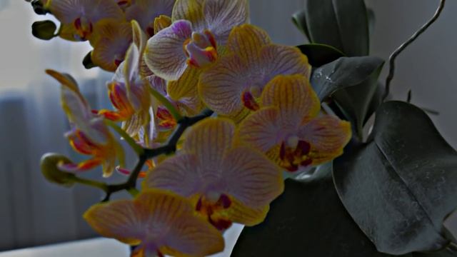 ЭФФЕКТ просто поражает. После этого орхидеи ЦВЕТУТ КРУГЛЫЙ ГОД смотреть онлайн