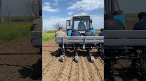 Посадка кукурузы, и Арбуза