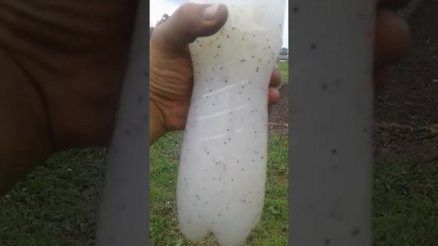 #Лёгкий способ посадки репы ✔ смотреть онлайн