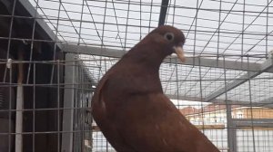 Свердловские высоколетные голуби красные Алексея Гуляева